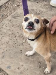 Lost Male Dog last seen Near Kendall st lakewood co , Tyburnia, England W2