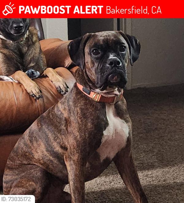 Lost Male Dog last seen Bakersfield college, Bakersfield, CA 93305