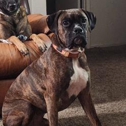 Lost Male Dog last seen Bakersfield college, Bakersfield, CA 93305