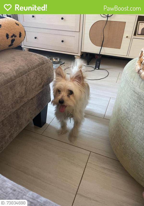 Reunited Female Dog last seen Near Clay Pitts rd , East Northport, NY 11731