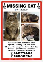 Lost Male Cat last seen Callendar Close, Nuneaton, England 
