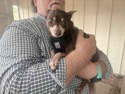 Found/Stray Male Dog last seen Peoria and Yale, Aurora, CO 80014