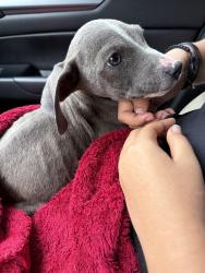 Found/Stray Male Dog last seen Kessler blvd 46222, Indianapolis, IN 46222