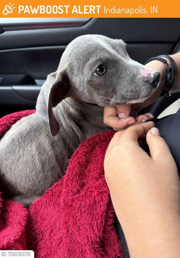Found/Stray Male Dog last seen Kessler blvd 46222, Indianapolis, IN 46222
