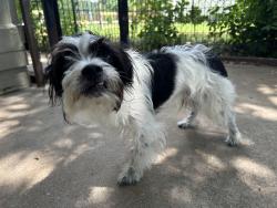 Found/Stray Male Dog last seen VZ CR 4134... He had also been spotted by 64 and VZ CR 4134, Canton, TX 75103