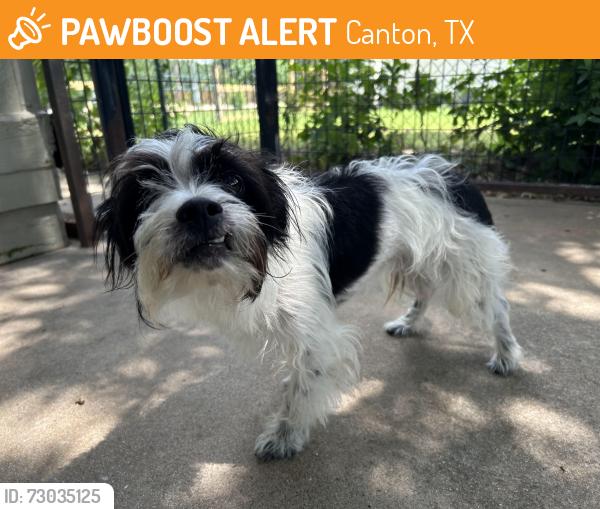 Found/Stray Male Dog last seen VZ CR 4134... He had also been spotted by 64 and VZ CR 4134, Canton, TX 75103