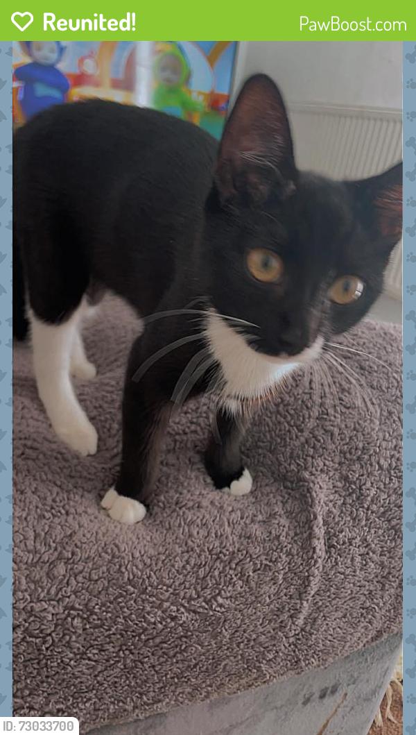 Reunited Female Cat last seen Near fairfield primary school, Droylsden, England 