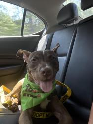 Reunited Male Dog last seen Stilesboro Ln and Mars Hill Church Rd, Acworth, GA 30101