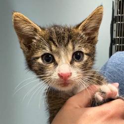 Shelter Stray Male Cat last seen , 4500 N Access Rd, Chattanooga, TN 37415, USA