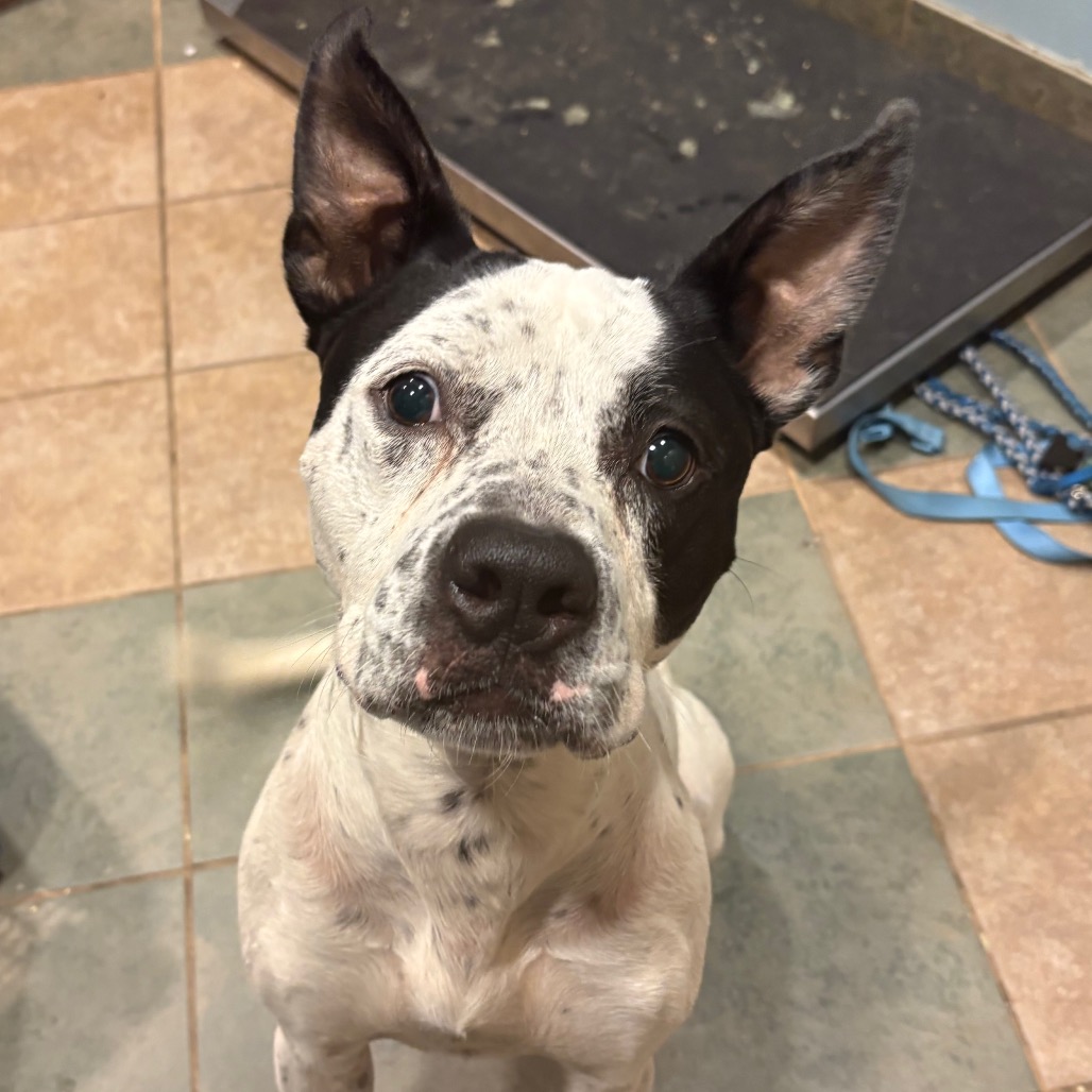 Shelter Stray Male Dog last seen , 4500 N Access Rd, Chattanooga, TN 37415, USA