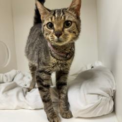 Shelter Stray Female Cat last seen , Animal Care & Control Team of Philly, 111 W Hunting Park Ave, Philadelphia, PA 19140, USA