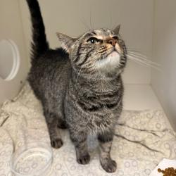Shelter Stray Female Cat last seen , Animal Care & Control Team of Philly, 111 W Hunting Park Ave, Philadelphia, PA 19140, USA