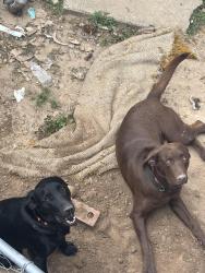 Lost Male Dog last seen Bingo spot by 70 , Durham, NC 27703
