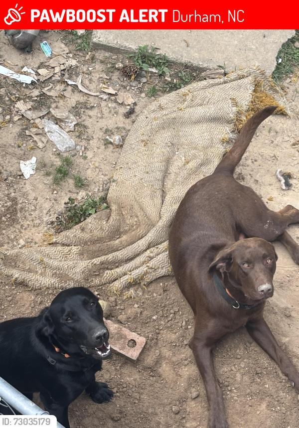 Lost Male Dog last seen Bingo spot by 70 , Durham, NC 27703