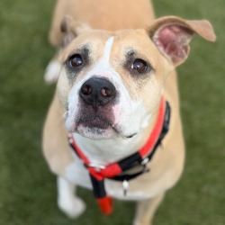 Shelter Stray Female Dog last seen , Animal Care & Control Team of Philly, 111 W Hunting Park Ave, Philadelphia, PA 19140, USA