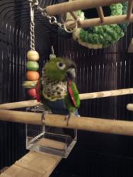 Lost Male Bird last seen Bancroft and Troy st., Spring Valley, CA 91977
