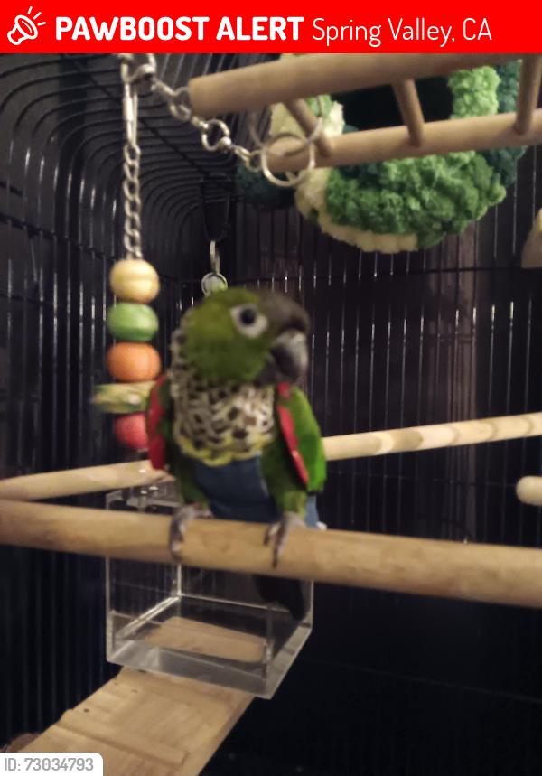 Lost Male Bird last seen Bancroft and Troy st., Spring Valley, CA 91977