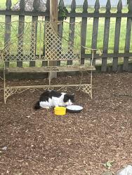 Found/Stray Male Cat last seen East Ridgewood Ave, Ridgewood, NJ 07450
