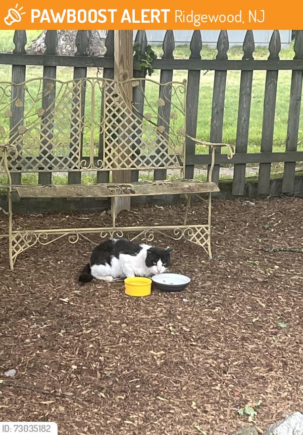 Found/Stray Male Cat last seen East Ridgewood Ave, Ridgewood, NJ 07450