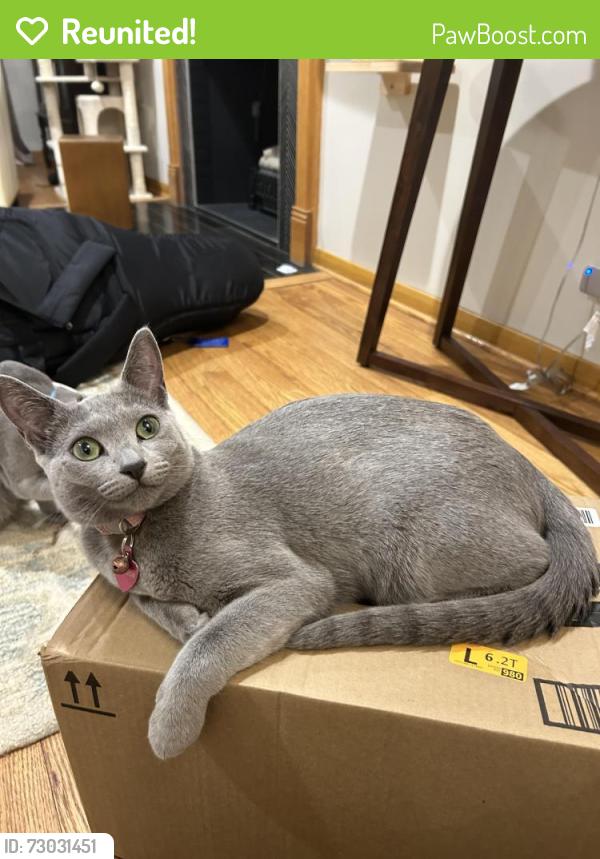 Reunited Female Cat last seen 54th & Grand, Western Springs, IL 60558