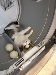 Reunited Male Cat last seen Near Bent Willow Dr Copper Ridge Subdivision , Clayton, NC 27527