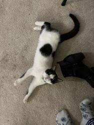 Lost Female Cat last seen Taxville and Nena Dr., York, PA 17408