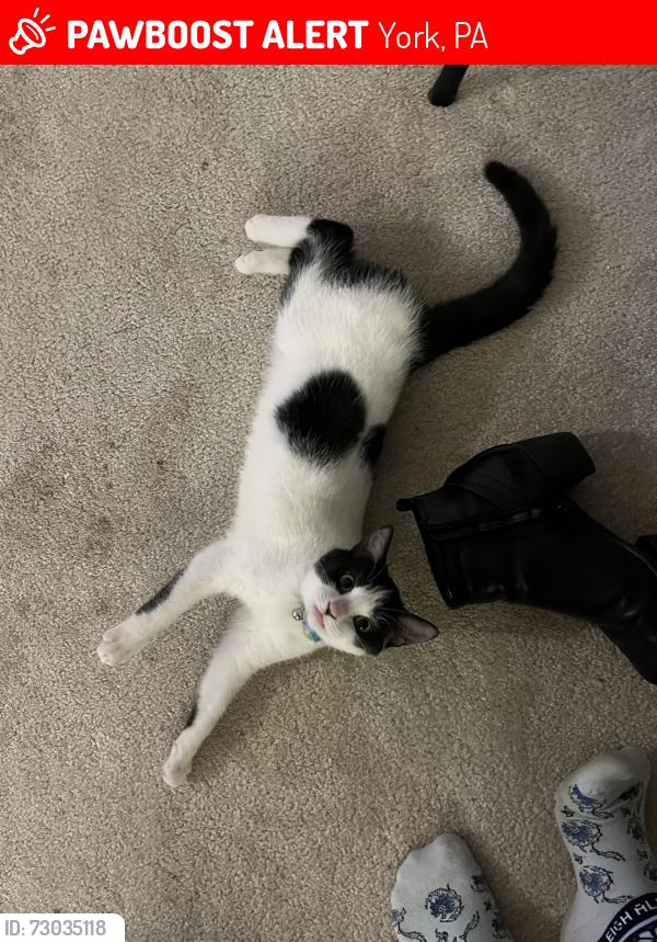 Lost Female Cat last seen Taxville and Nena Dr., York, PA 17408