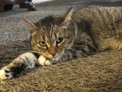 Lost Female Cat last seen S May Ave & SW 59th St, Oklahoma City, OK 73159