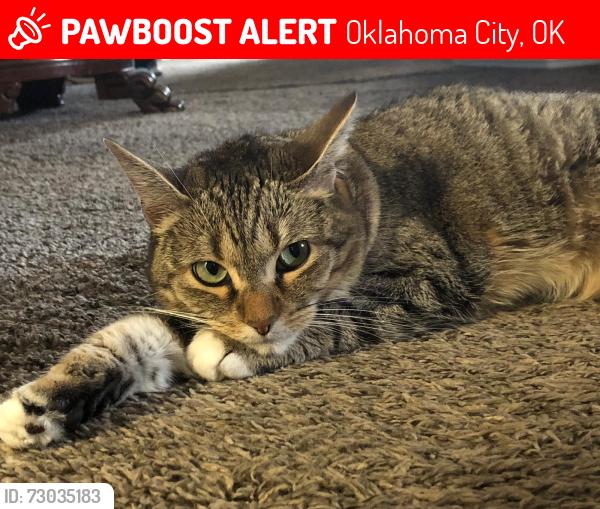 Lost Female Cat last seen S May Ave & SW 59th St, Oklahoma City, OK 73159