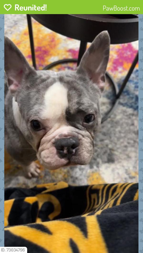 Reunited Male Dog last seen Asterwood Ln, Atlanta, GA 30331, USA, Atlanta, GA 30331