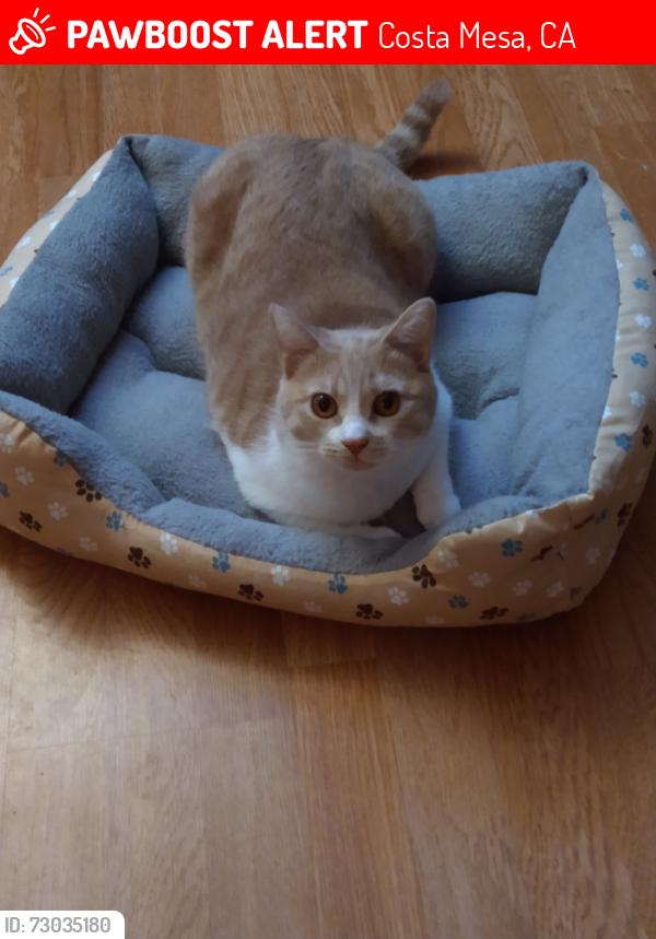 Lost Female Cat last seen Costa Mesa Mobile Homes , Costa Mesa, CA 92627