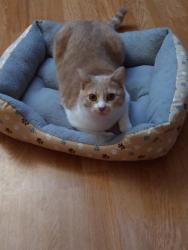 Lost Female Cat last seen Costa Mesa Mobile Homes , Costa Mesa, CA 92627