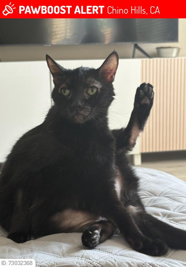 Lost Female Cat last seen Fairfield Ranch, Chino Hills, CA 91708
