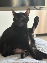 Lost Female Cat last seen Fairfield Ranch, Chino Hills, CA 91708