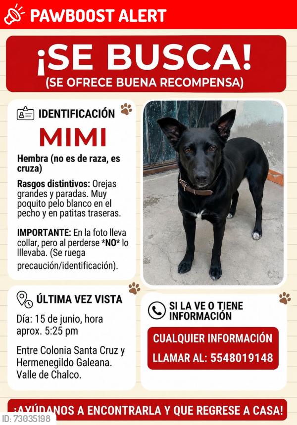 Lost Female Dog last seen Chalco Estado de México , Valle de Chalco Solidaridad, Méx. 