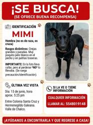 Lost Female Dog last seen Chalco Estado de México , Valle de Chalco Solidaridad, Méx. 