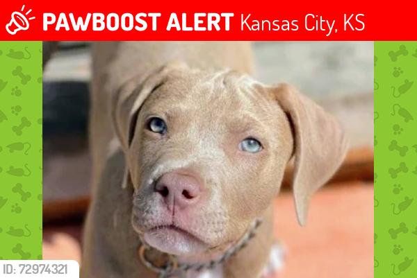 Lost Female Dog last seen 10th and central Kansas City Kansas, Kansas City, KS 66102