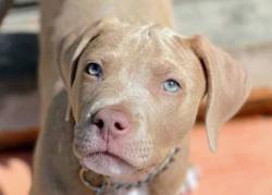 Lost Female Dog last seen 10th and central Kansas City Kansas, Kansas City, KS 66102
