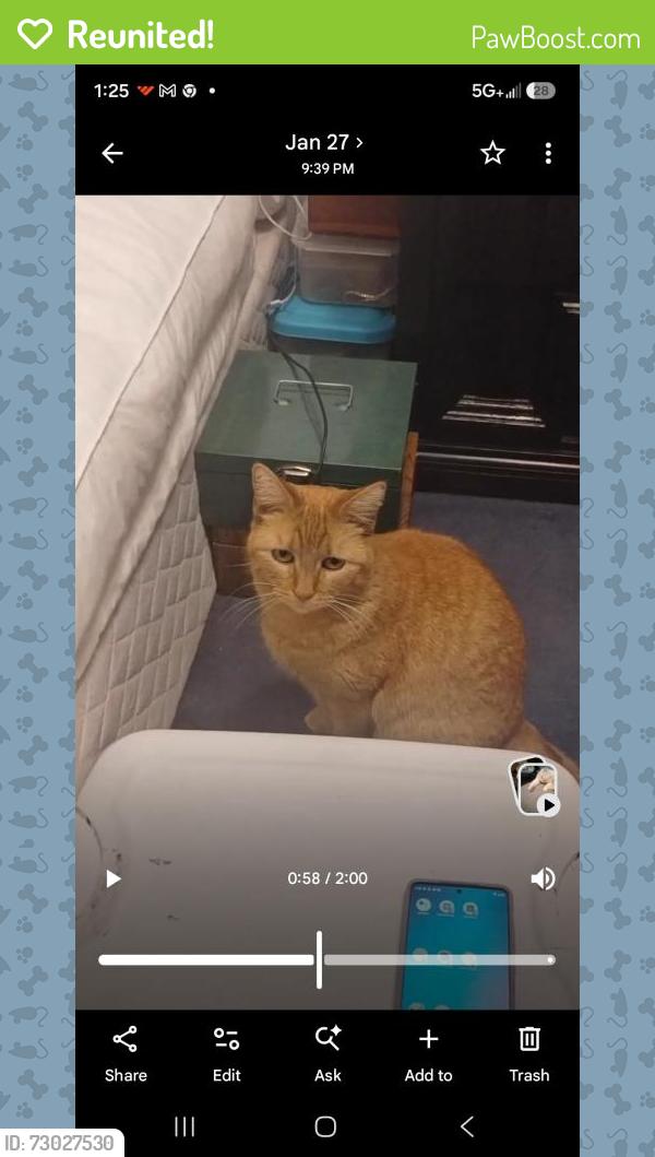 Reunited Female Cat last seen Near Pearl St, Russell and Pearl St to Grant st, Thornton, CO 80229