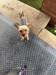 Lost Male Dog last seen University and Dixie , Odessa, TX 79760