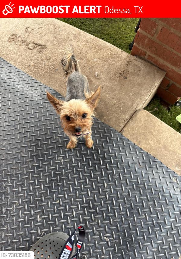 Lost Male Dog last seen University and Dixie , Odessa, TX 79760