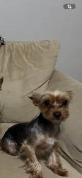 Lost Male Dog last seen Near sw 69th Terrance aptB , Gainesville, FL 32608