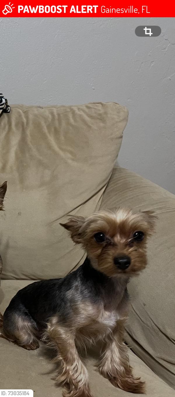 Lost Male Dog last seen Near sw 69th Terrance aptB , Gainesville, FL 32608