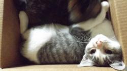 Lost Female Cat last seen N. Exposition St. and W. Second St., Wichita, KS 67203