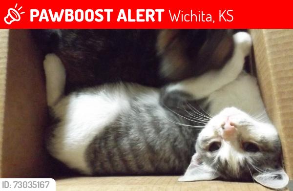 Lost Female Cat last seen N. Exposition St. and W. Second St., Wichita, KS 67203