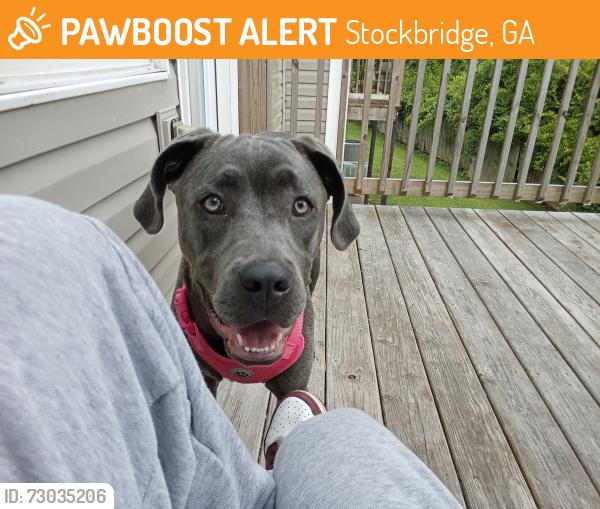 Found/Stray Female Dog last seen Near Carrington Ridge  Stockbridge ga 30281, Stockbridge, GA 30281