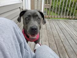 Found/Stray Female Dog last seen Near Carrington Ridge  Stockbridge ga 30281, Stockbridge, GA 30281
