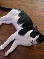 Lost Male Cat last seen Denton and Marshall , San Gabriel, CA 91776