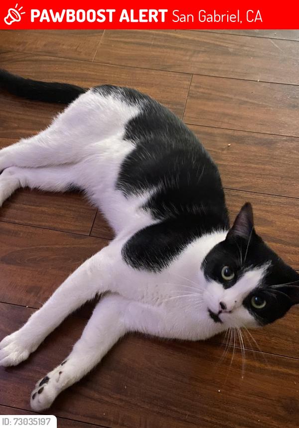 Lost Male Cat last seen Denton and Marshall , San Gabriel, CA 91776