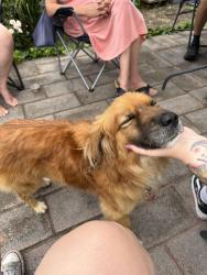Found/Stray Male Dog last seen Westfields, Hagerstown, MD 21734
